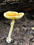 Amanita arkansana image
