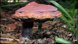 Ganoderma curtisii image
