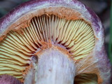 Gymnopilus thiersii image