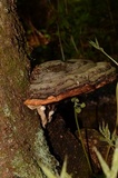 Fomitopsis mounceae image