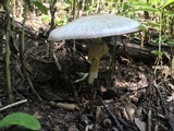 Agaricus placomyces image