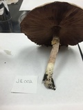 Agaricus placomyces image