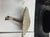 Agaricus placomyces image