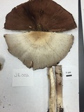 Agaricus placomyces image