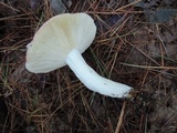 Russula vinosa image