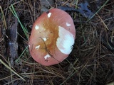 Russula vinosa image