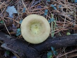 Russula cuprea image