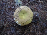 Russula cuprea image