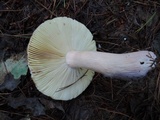 Russula cuprea image