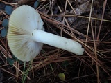 Russula cuprea image