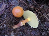 Suillus grevillei image