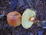 Suillus grevillei image