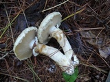 Suillus viscidus image