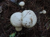 Suillus viscidus image