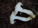 Suillus viscidus image