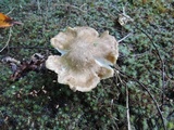 Entoloma lividoalbum image