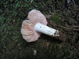 Entoloma lividoalbum image