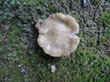 Entoloma lividoalbum image