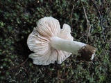 Entoloma lividoalbum image