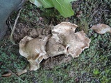 Entoloma lividoalbum image