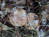 Suillus luteus image