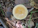 Amanita sect. Vaginatae image