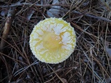 Amanita muscaria f. guessowii image