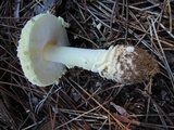 Amanita muscaria f. guessowii image
