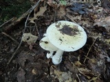 Amanita albocreata image