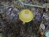 Amanita sinicoflava image