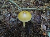 Amanita sinicoflava image