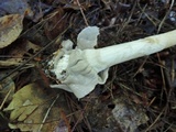 Amanita sinicoflava image