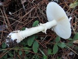 Amanita chrysoblema image