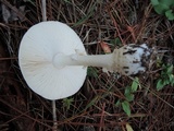 Amanita chrysoblema image