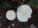 Amanita chrysoblema image