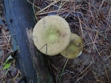 Russula cuprea image