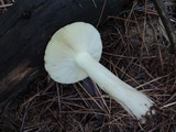 Russula cuprea image