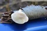 Tyromyces chioneus image