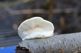 Tyromyces chioneus image