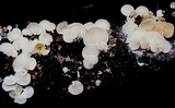 Panellus pusillus image