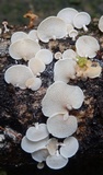 Panellus pusillus image