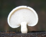 Panellus pusillus image