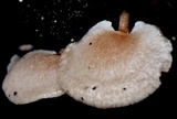 Panellus pusillus image
