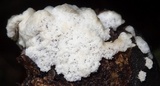 Ceratiomyxa fruticulosa var. fruticulosa image