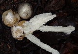 Blumenavia rhacodes image
