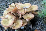 Desarmillaria tabescens image