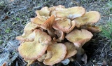 Desarmillaria tabescens image