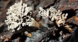 Xylocoremium flabelliforme image