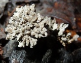 Xylocoremium flabelliforme image