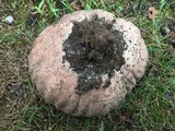 Calvatia cyathiformis image